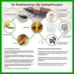 Schlupfwespen gegen Lebensmittelmotten 8 Karten x 3 Lieferungen