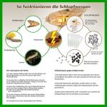 Schlupfwespen gegen Kleidermotten 4 Karten x 5 Lieferungen